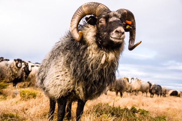 Meet the Old Norwegian Sheep from Norway.