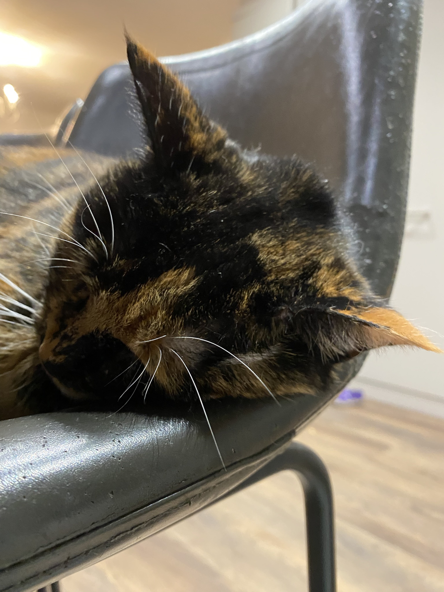 Crumble's Daily Snapshot