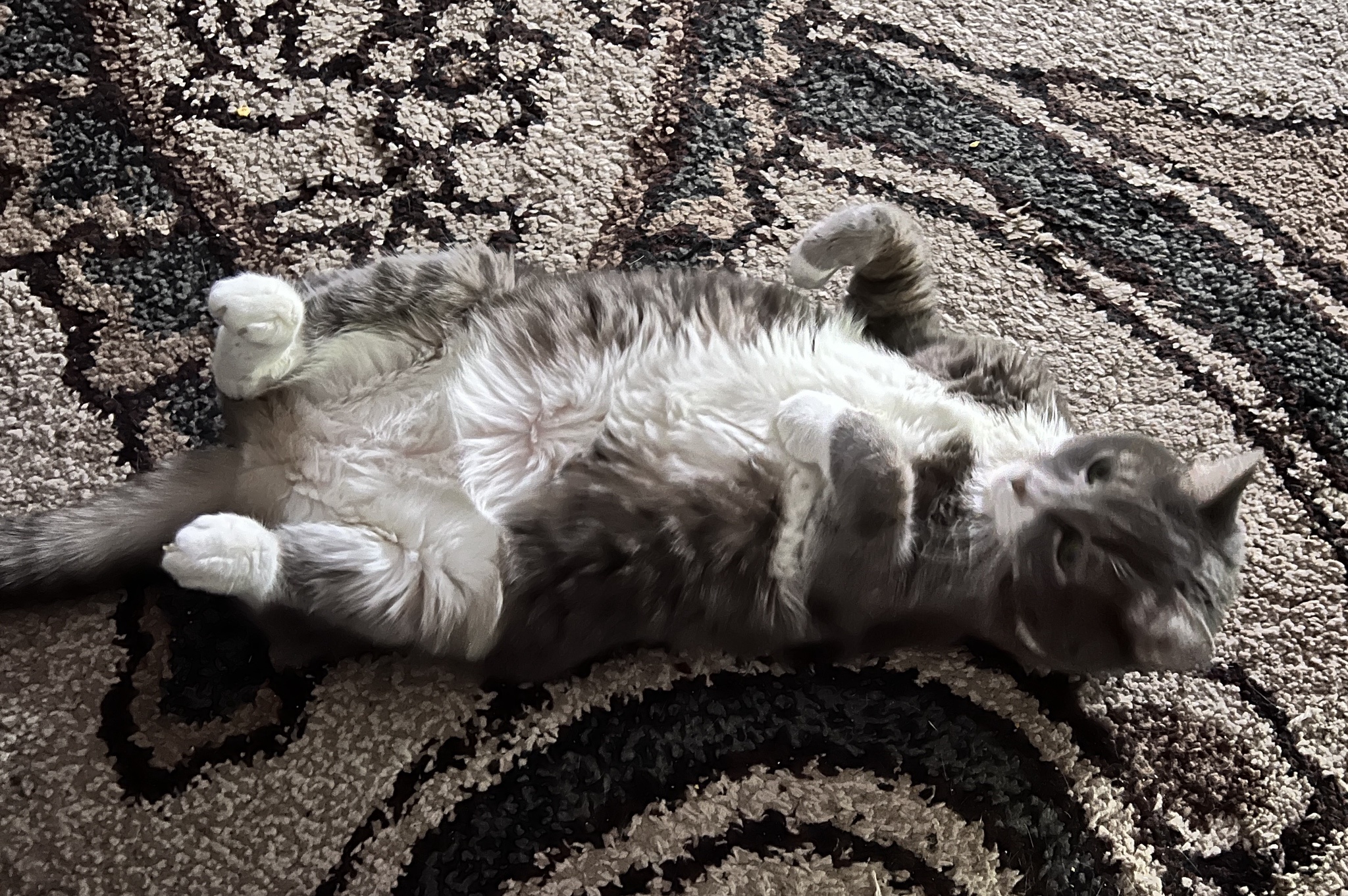 Tiger's Belly: A Pawsitively Cute Moment