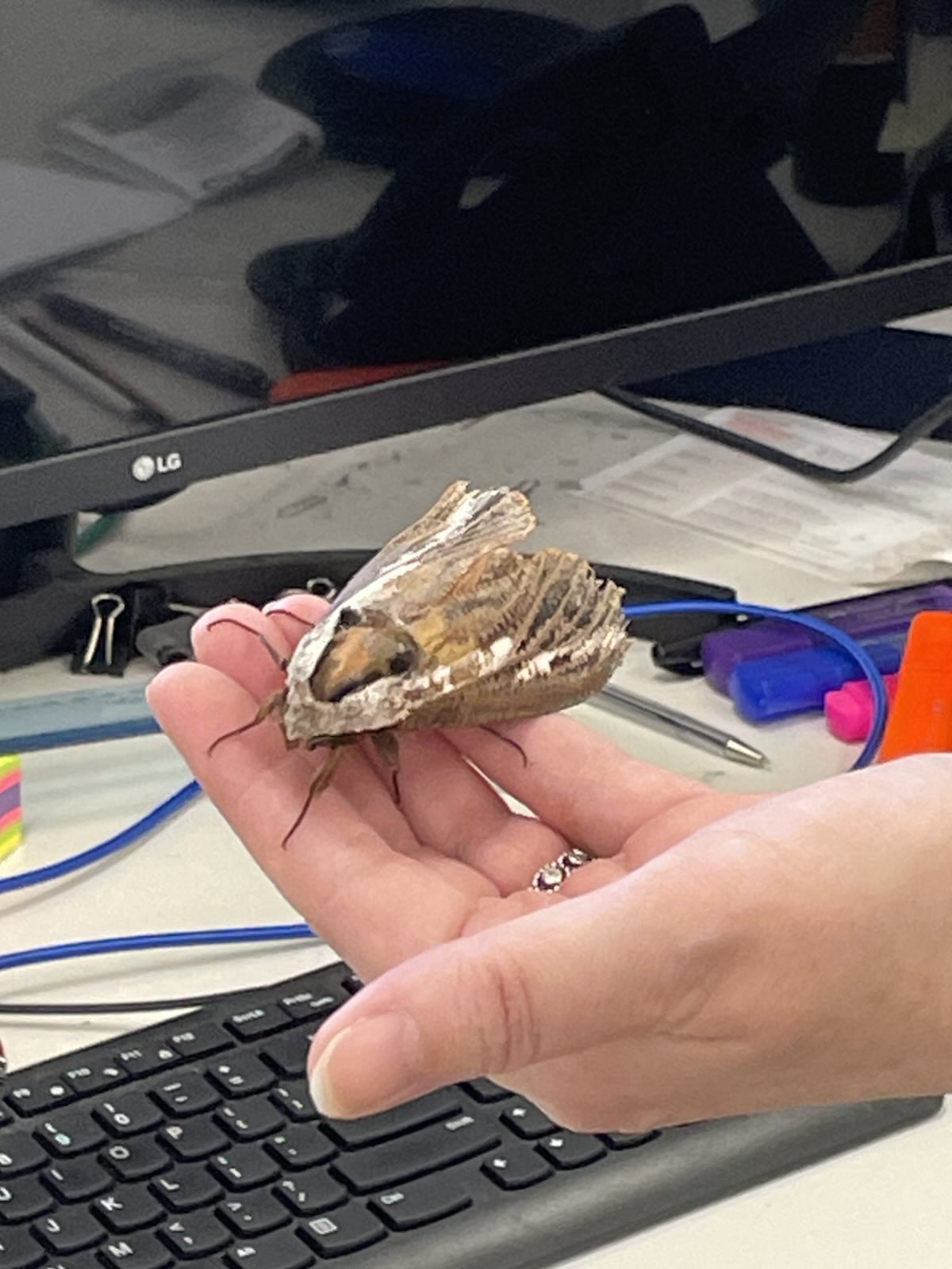 Meet the Chunky Boi Moth: Convolvulus Hawk Moth from Sydney, Australia