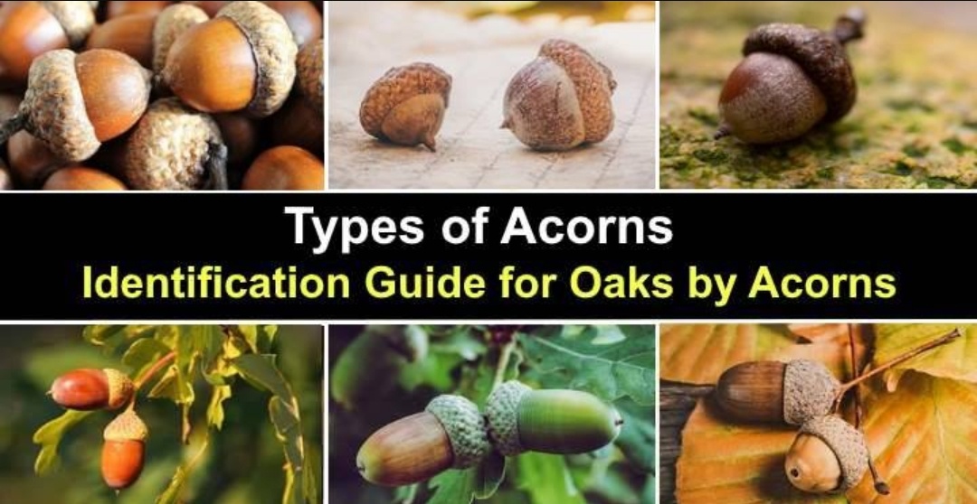 Team Acorn, Let's Rally Together!