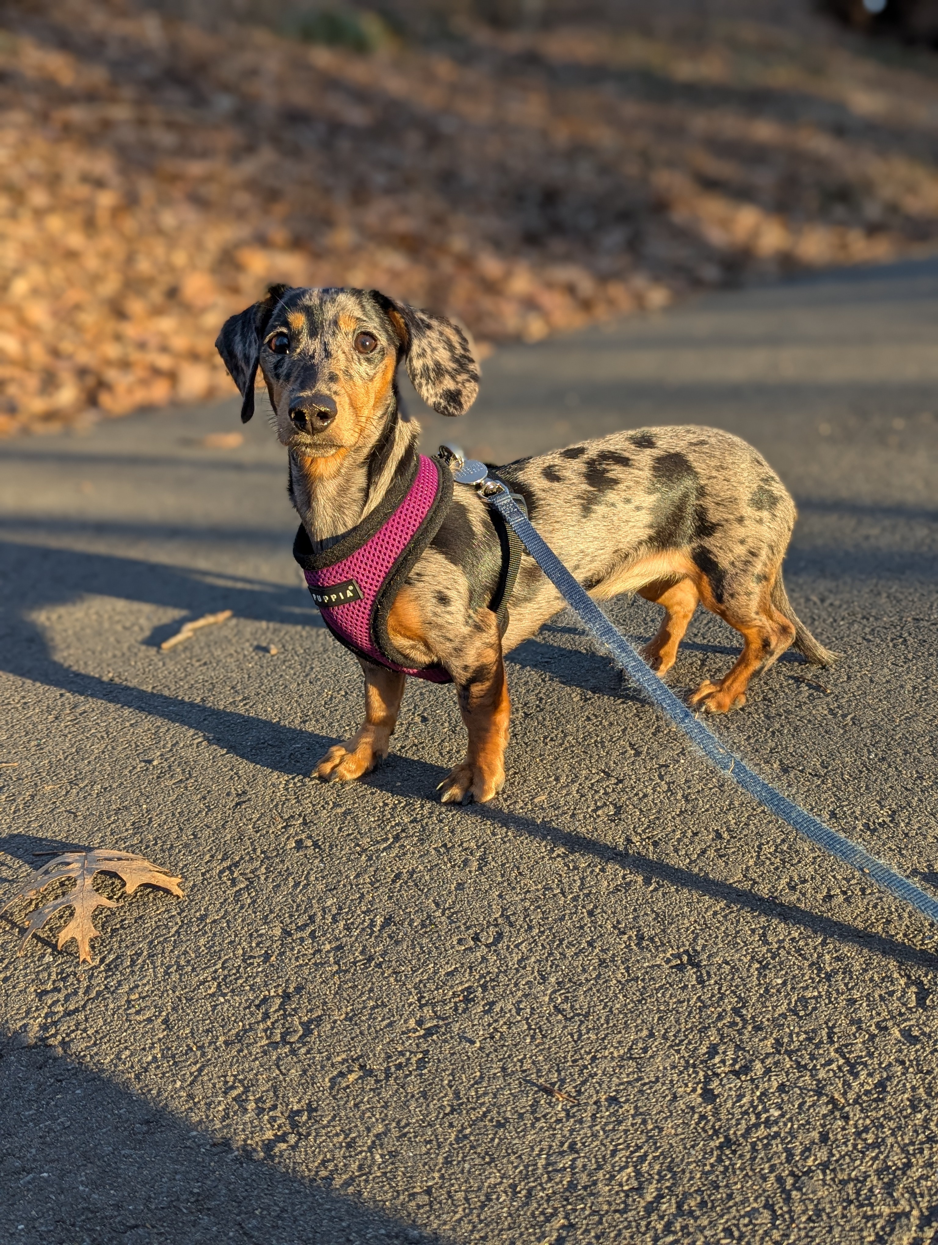 Puppy overload! Sharing adorable pics, not the messy side of things.