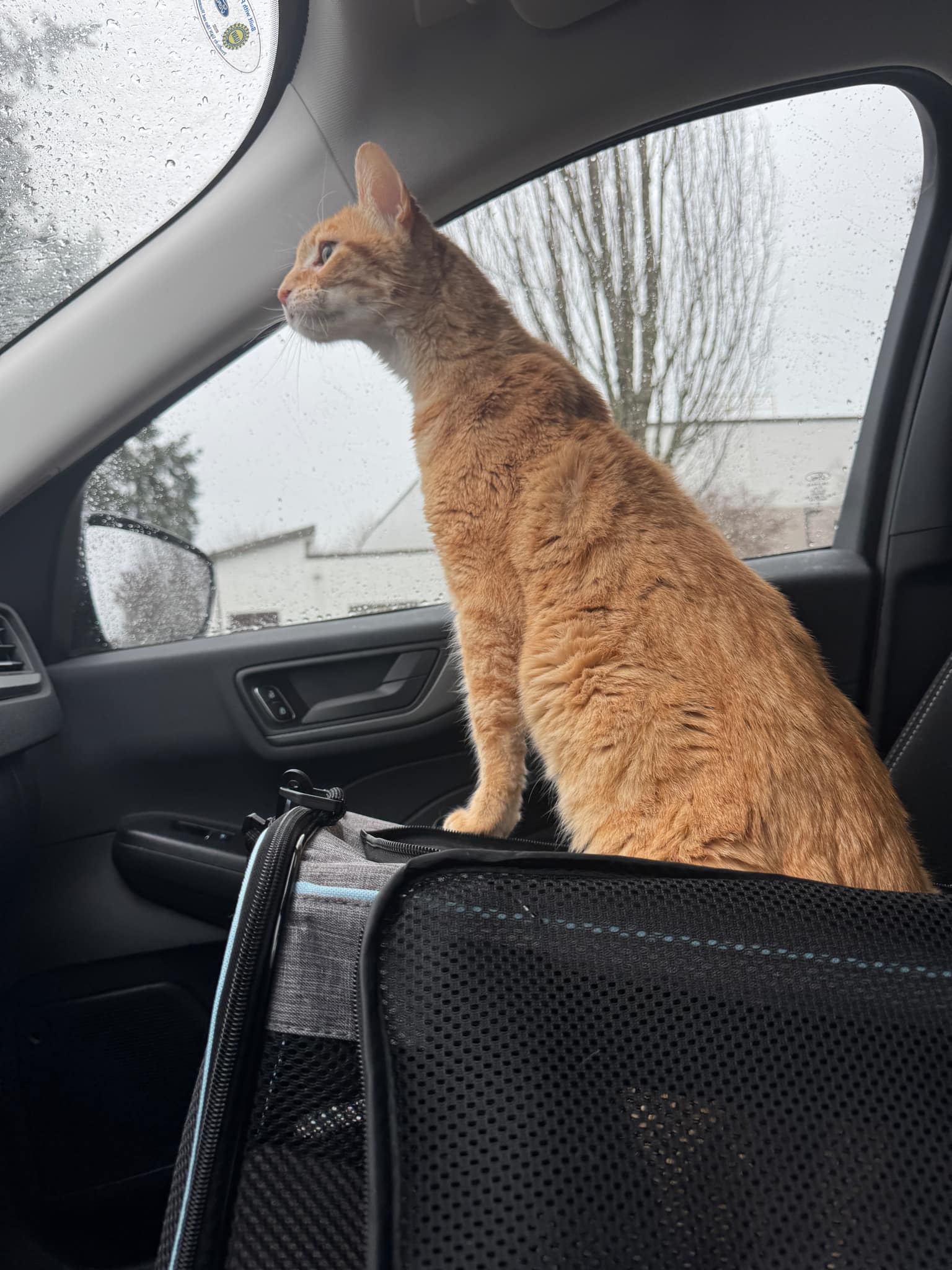 Learning to Drive at 13: The Adventure Begins!