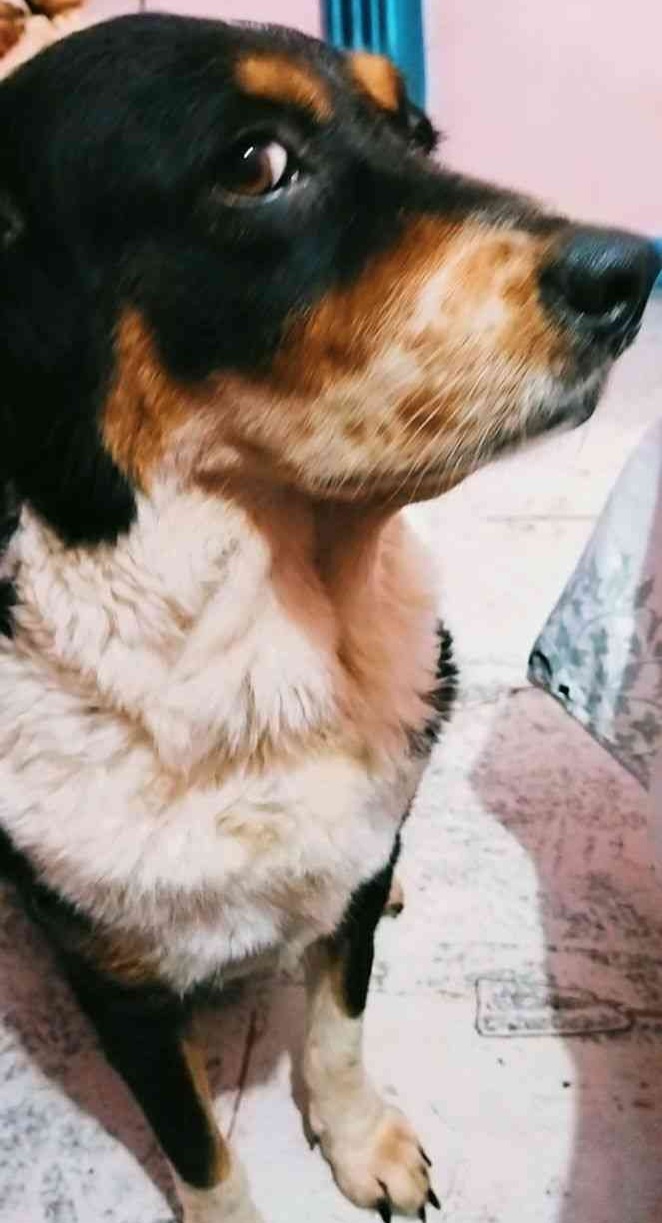 My friend's dog has the funniest facial expressions!