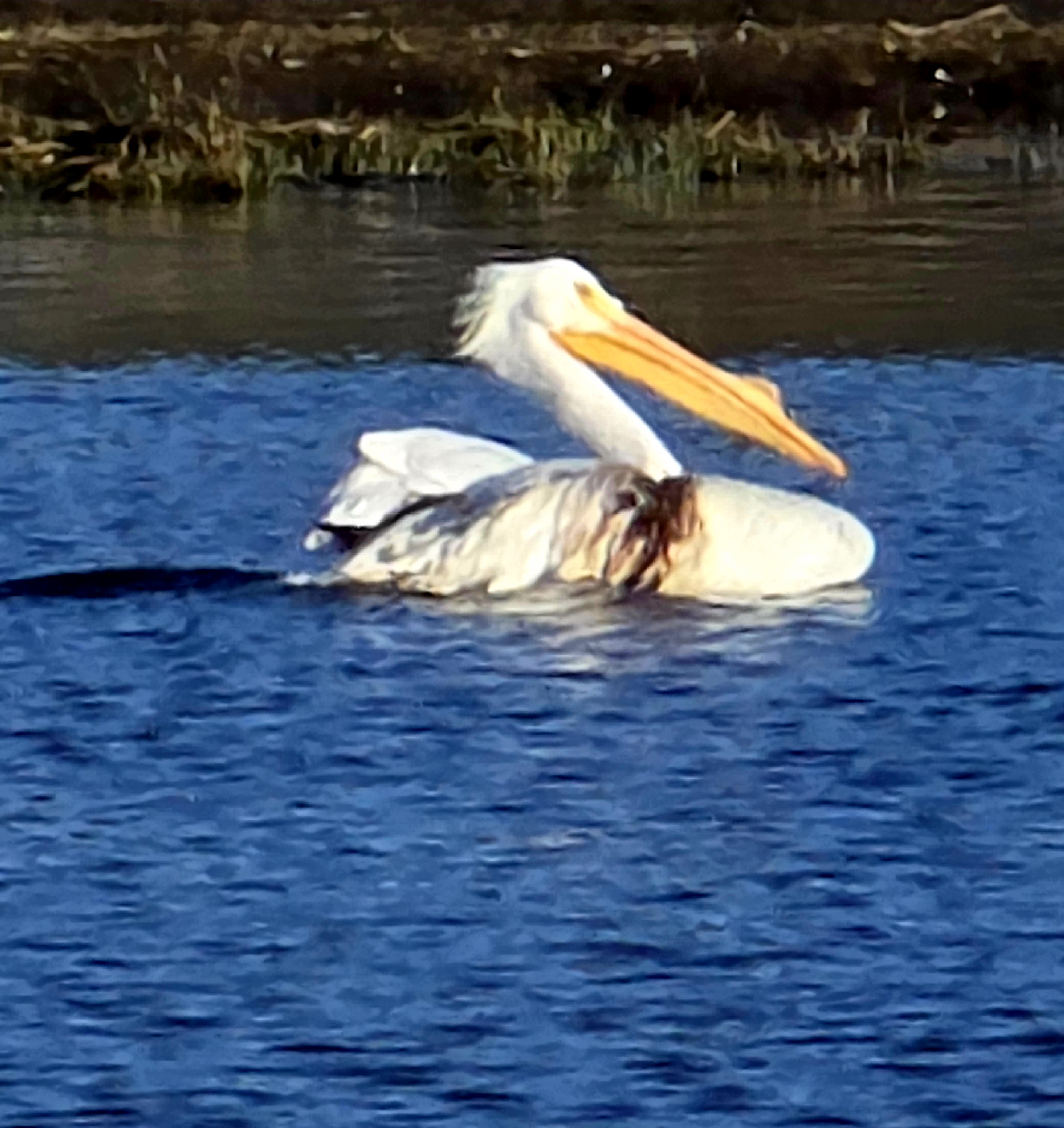 Clearlake: A Haven for Our Feathered Friends