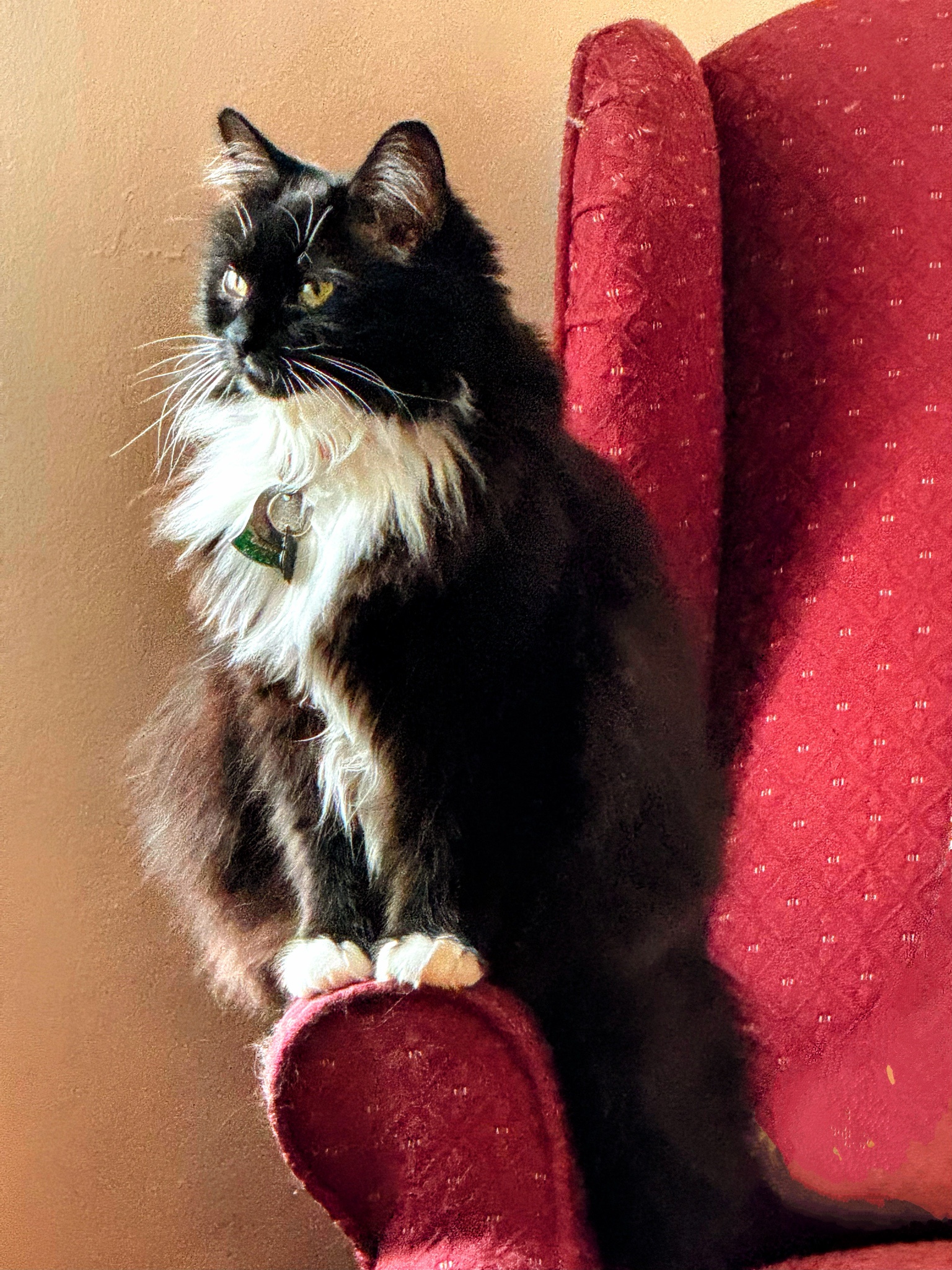 Meet My Adorable Little Gargoyle