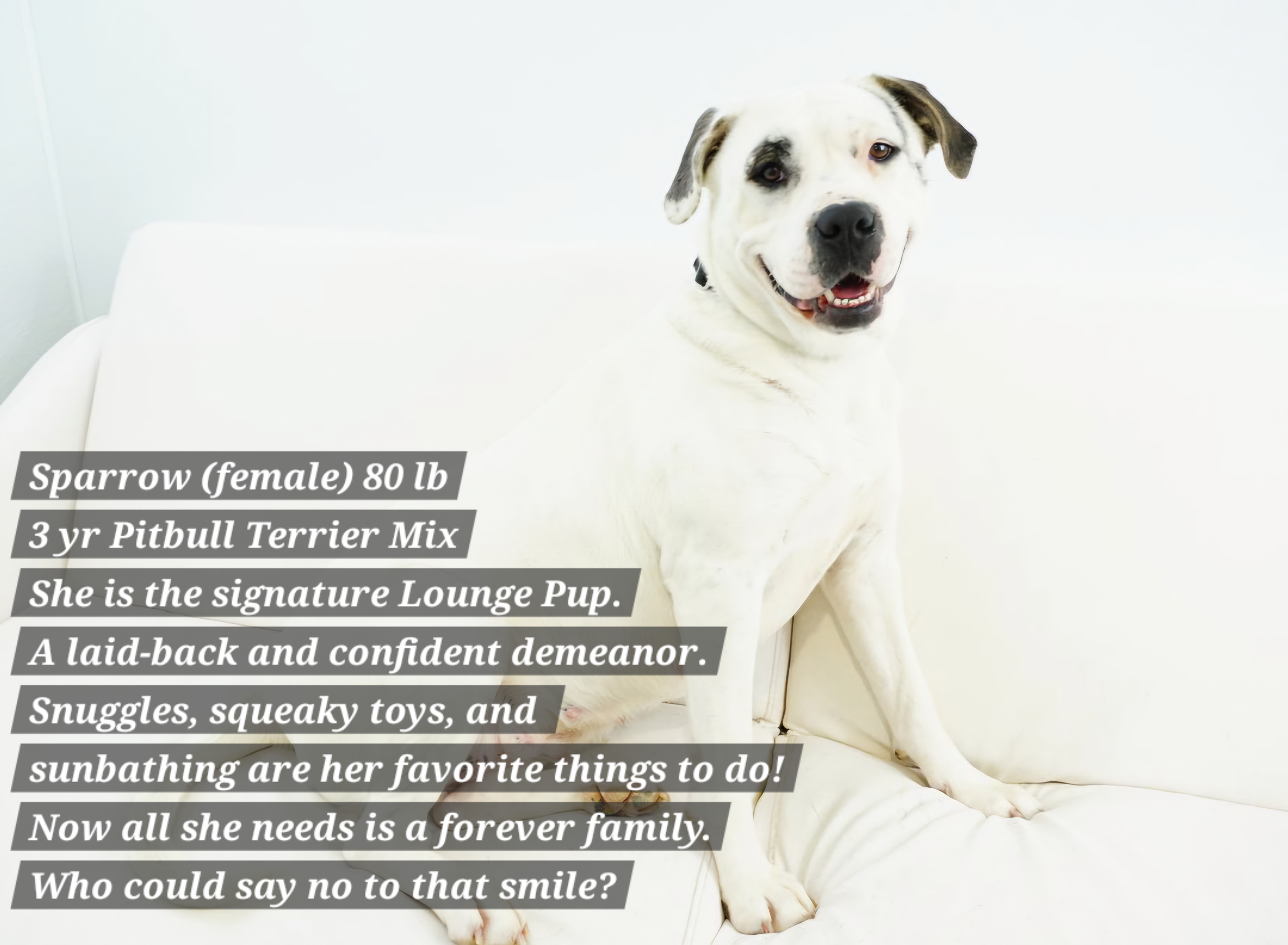 Show Me Your Adorable Pups (Part 2)