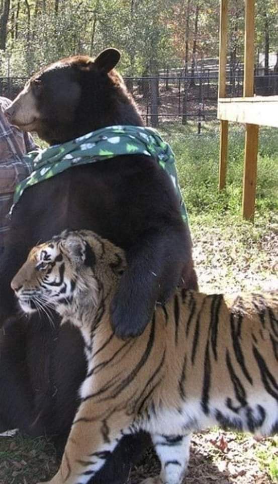The Unbreakable Bond of Friendship