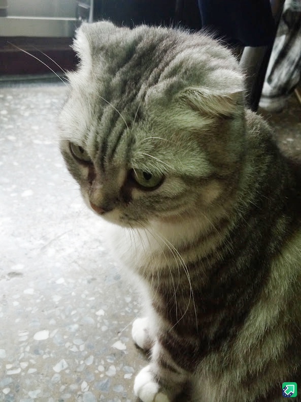 A Cat's World: The Daily Drama