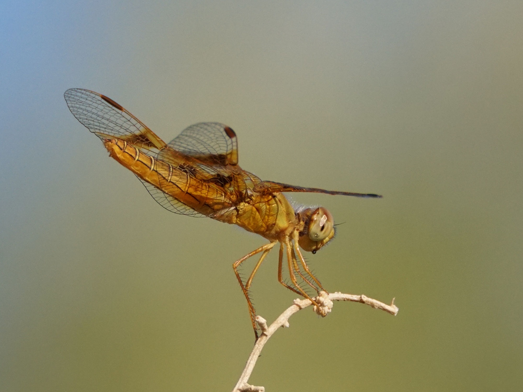 A Fascinating World of Dragonflies, Butterflies, and More