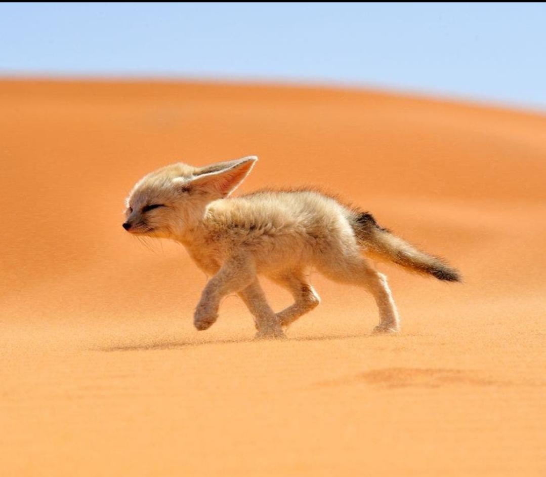 Meet the Fennec Fox, arguably one of the most adorable creatures on the planet!
