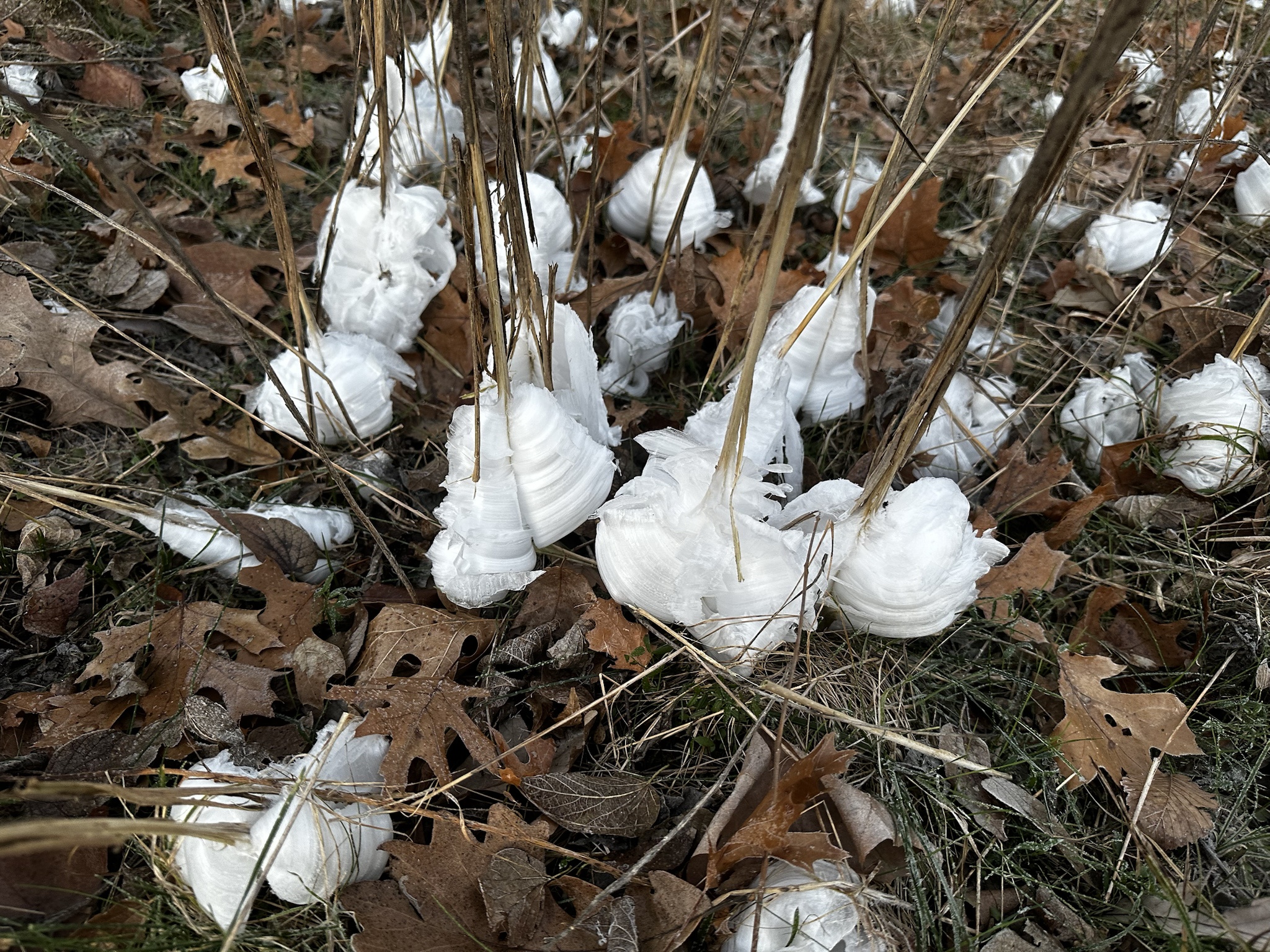 Beautiful Frost Flowers