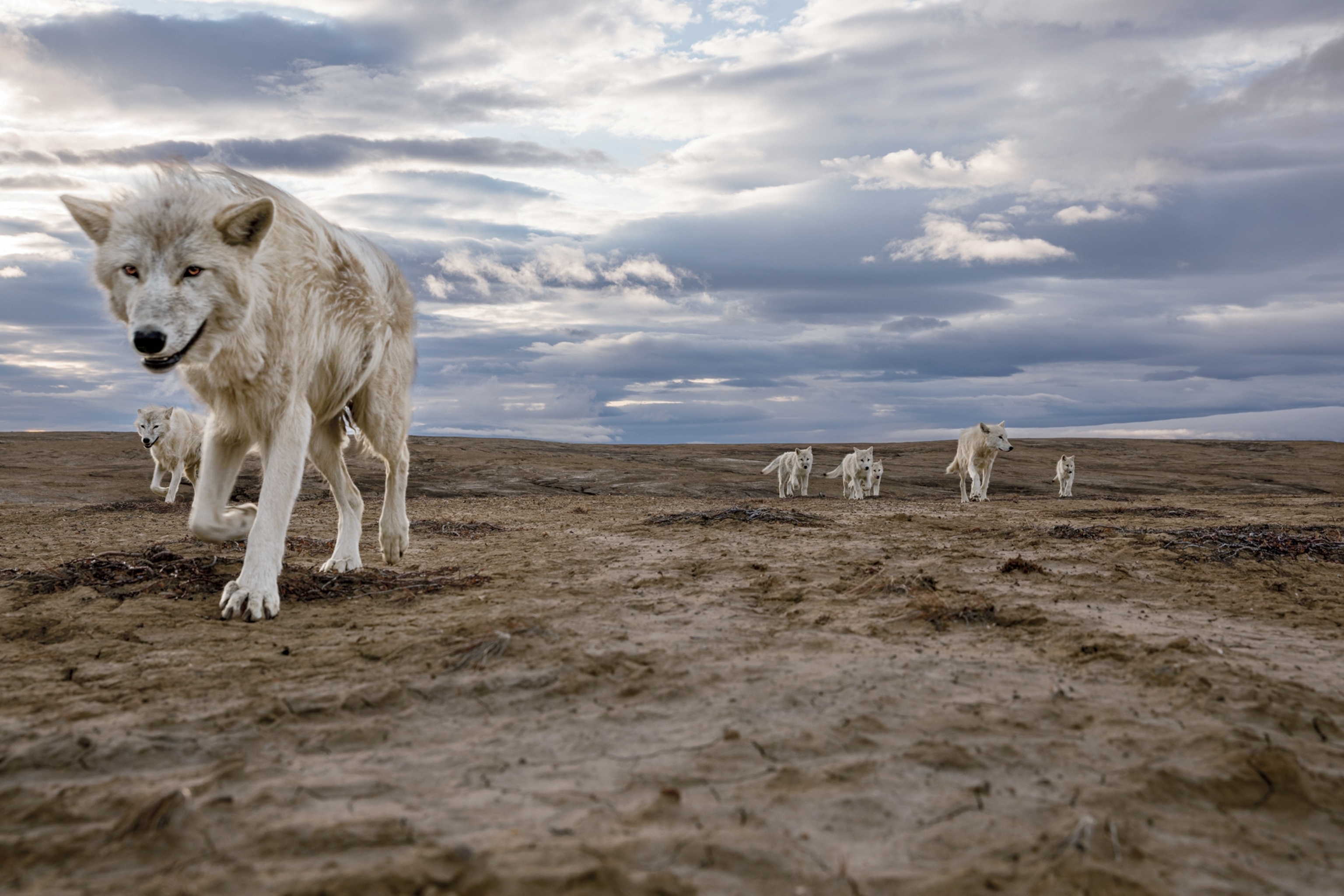 30 Hours of Adventure with the Ellesmere Wolves