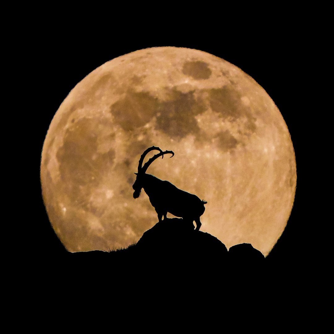 Incredible Mountain Goat in Niğde, Turkey - My Best Photo Yet!