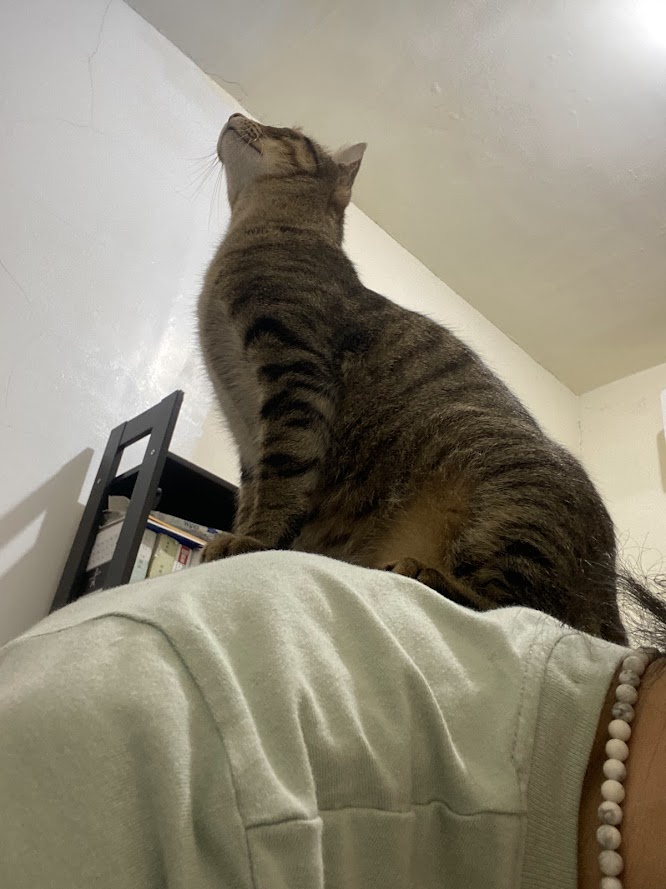 The Majestic King Cat: My Furry Overlord
