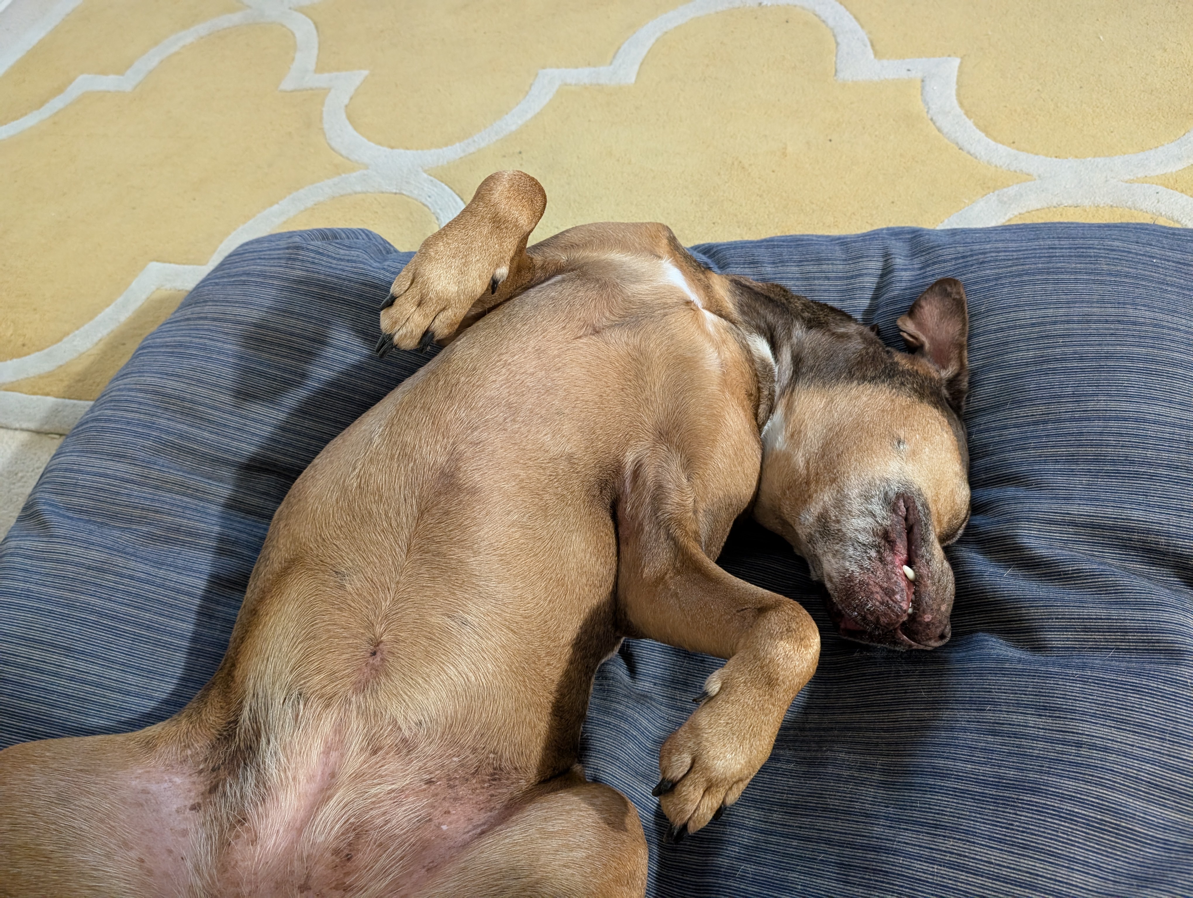 Join Honey on His Exciting Adventures!