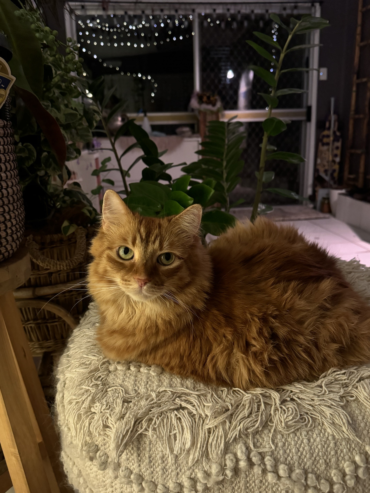 Toph Chronicles: Day 83 of the Journey