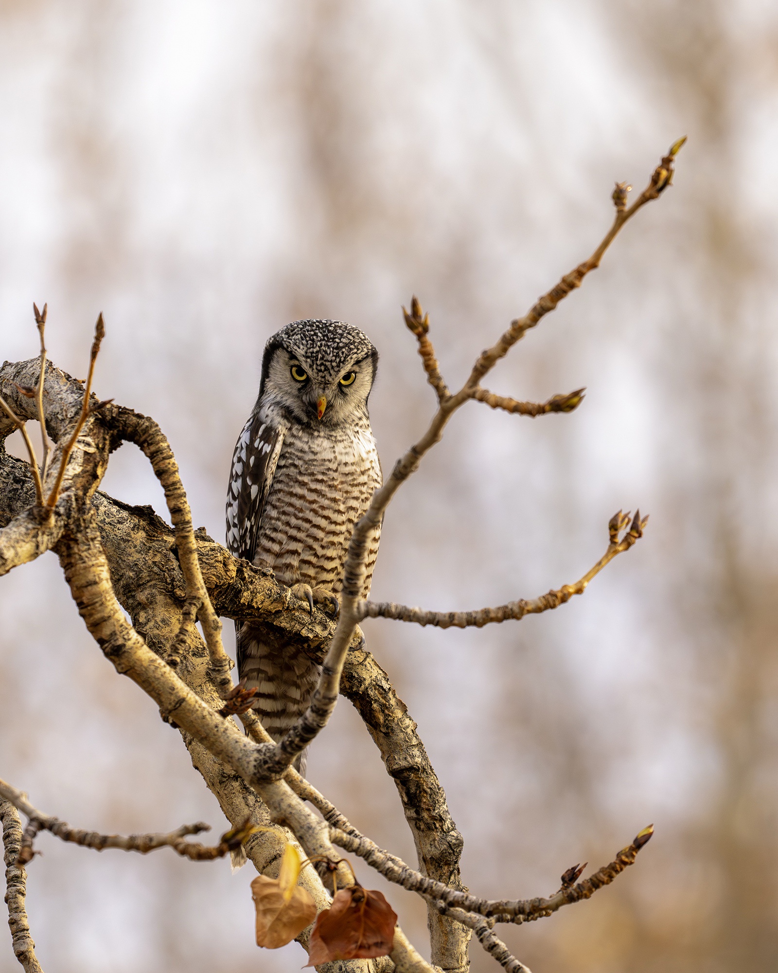 Majestic Northern Hawk Owl in Focus