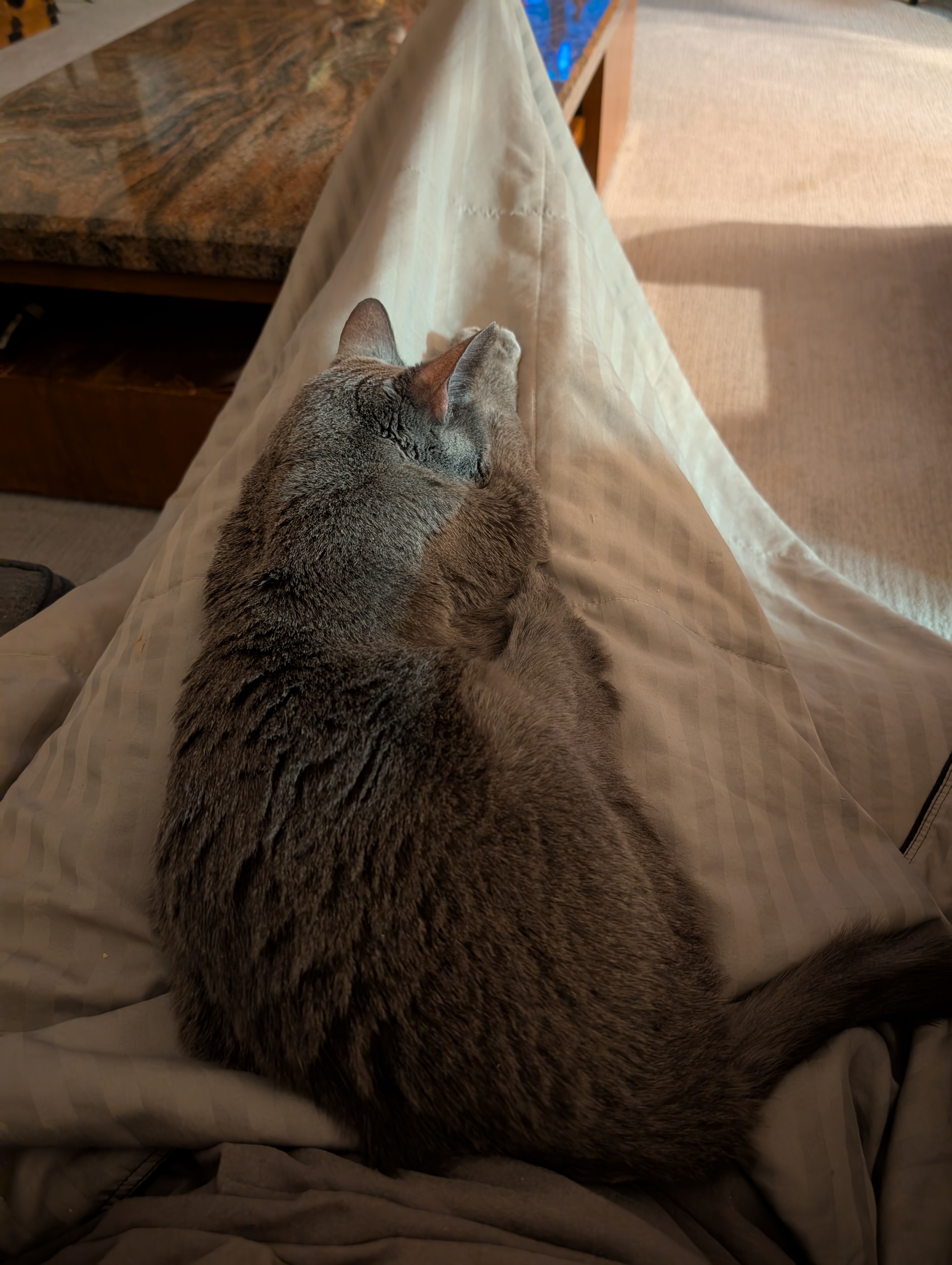 Capturing Every Moment with My Little Kitty Before Goodbye - Enjoy!