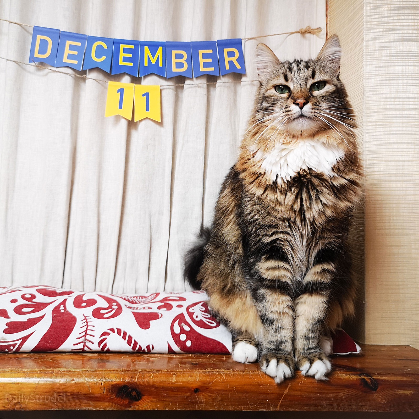 Mark your calendars: December 11