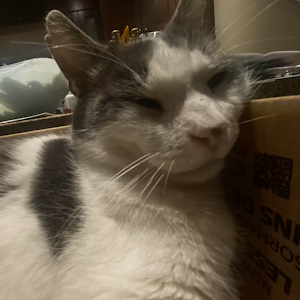 Meet Boris: The Star of the Show