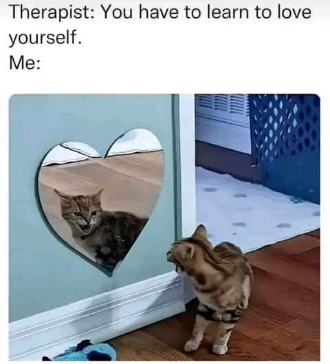 Confession Time: Do I Really Love Cats?