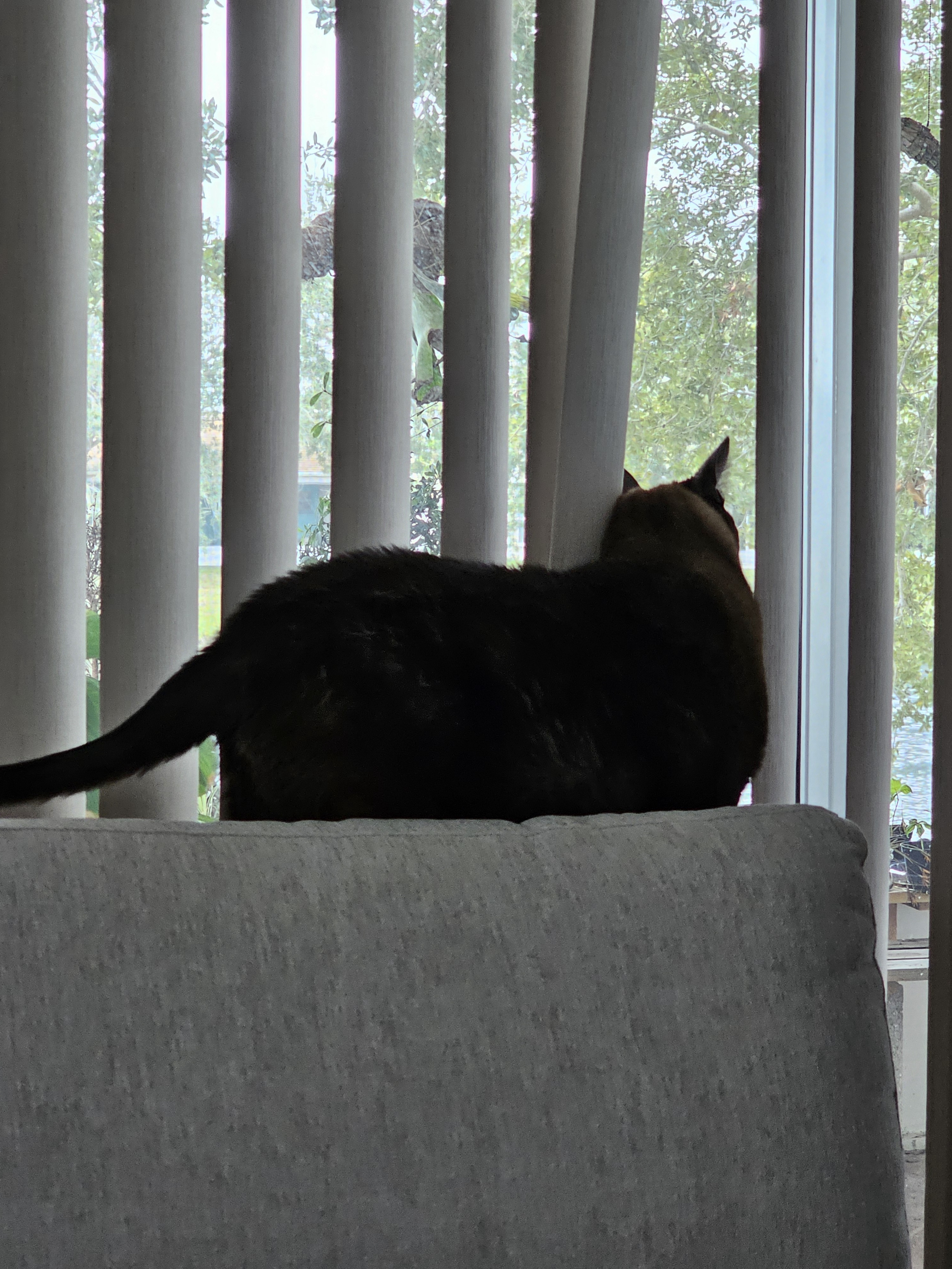 Peeking Outside for Presents: Meowy Christmas to All!