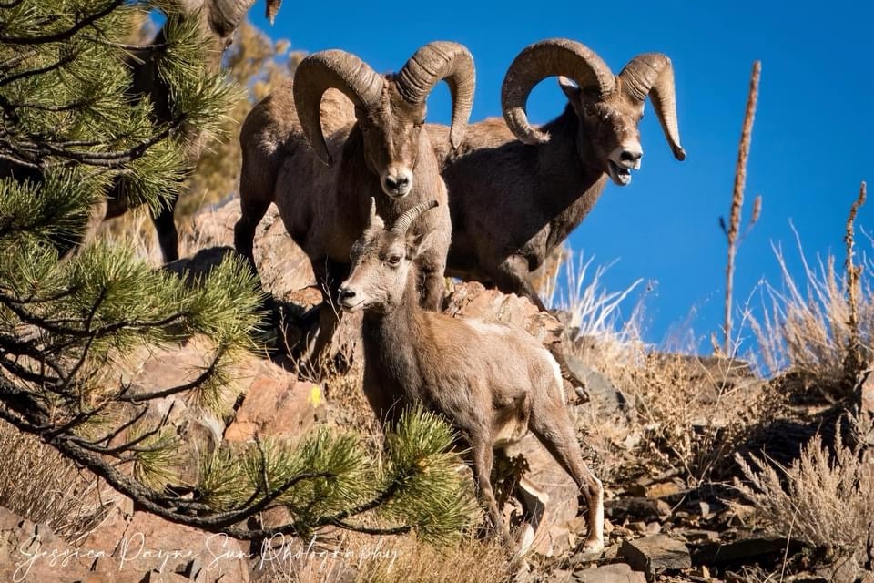 Bighorn Sheep: Nature's Remarkable Creatures