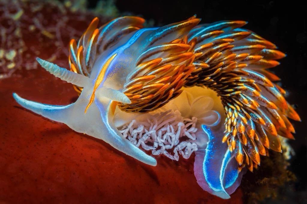 Forget Everything Else, Check Out This Quirky Little Guy!