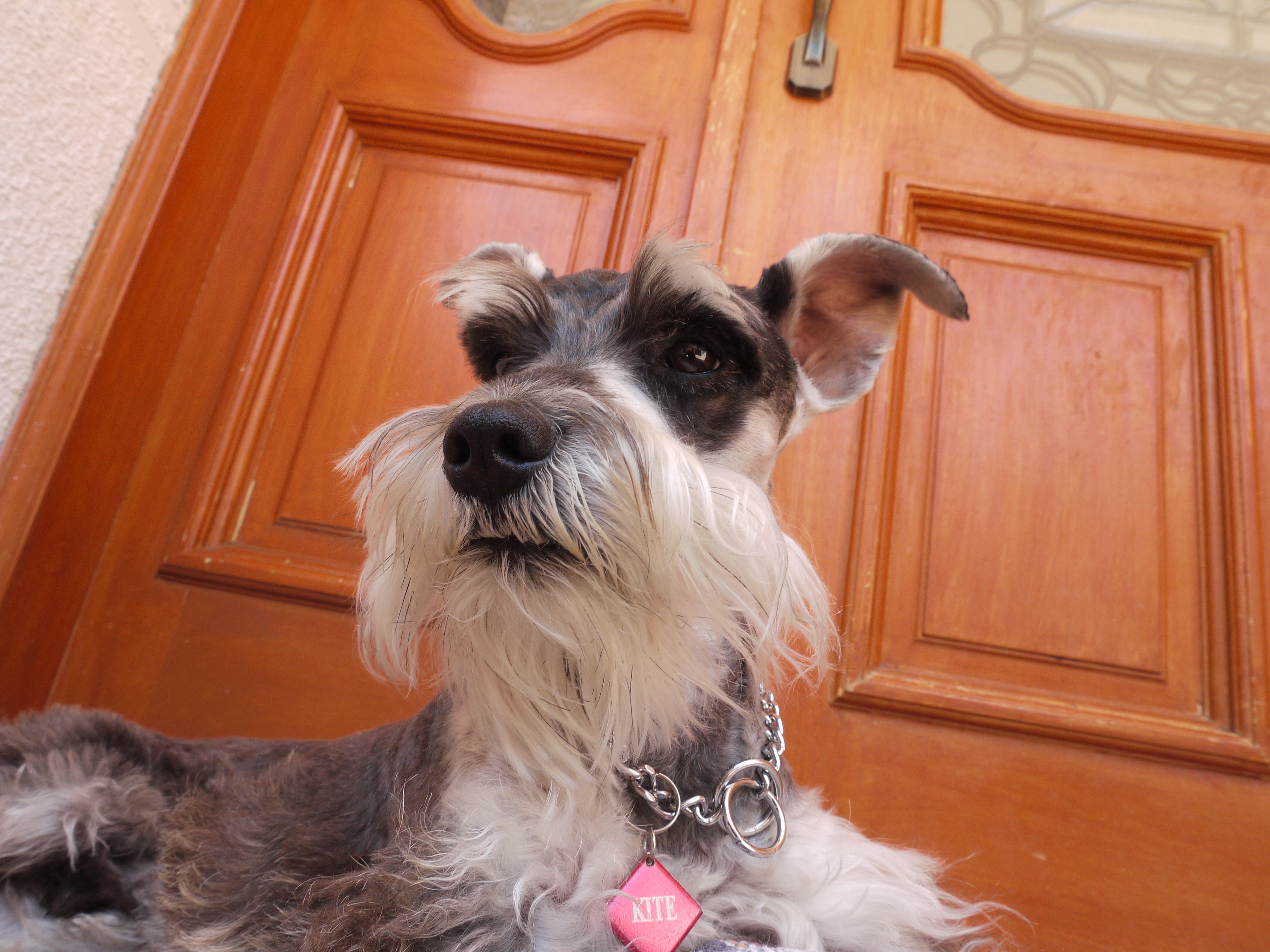 Schnauzer Flying High: The Kite Adventure