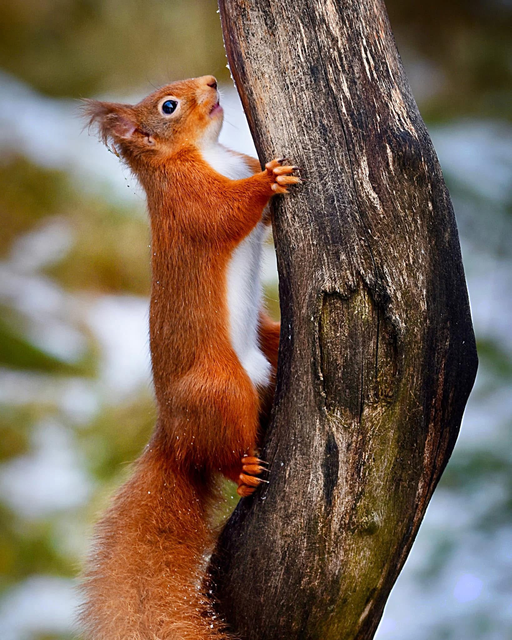 Meet the Adorable Red Squirrel