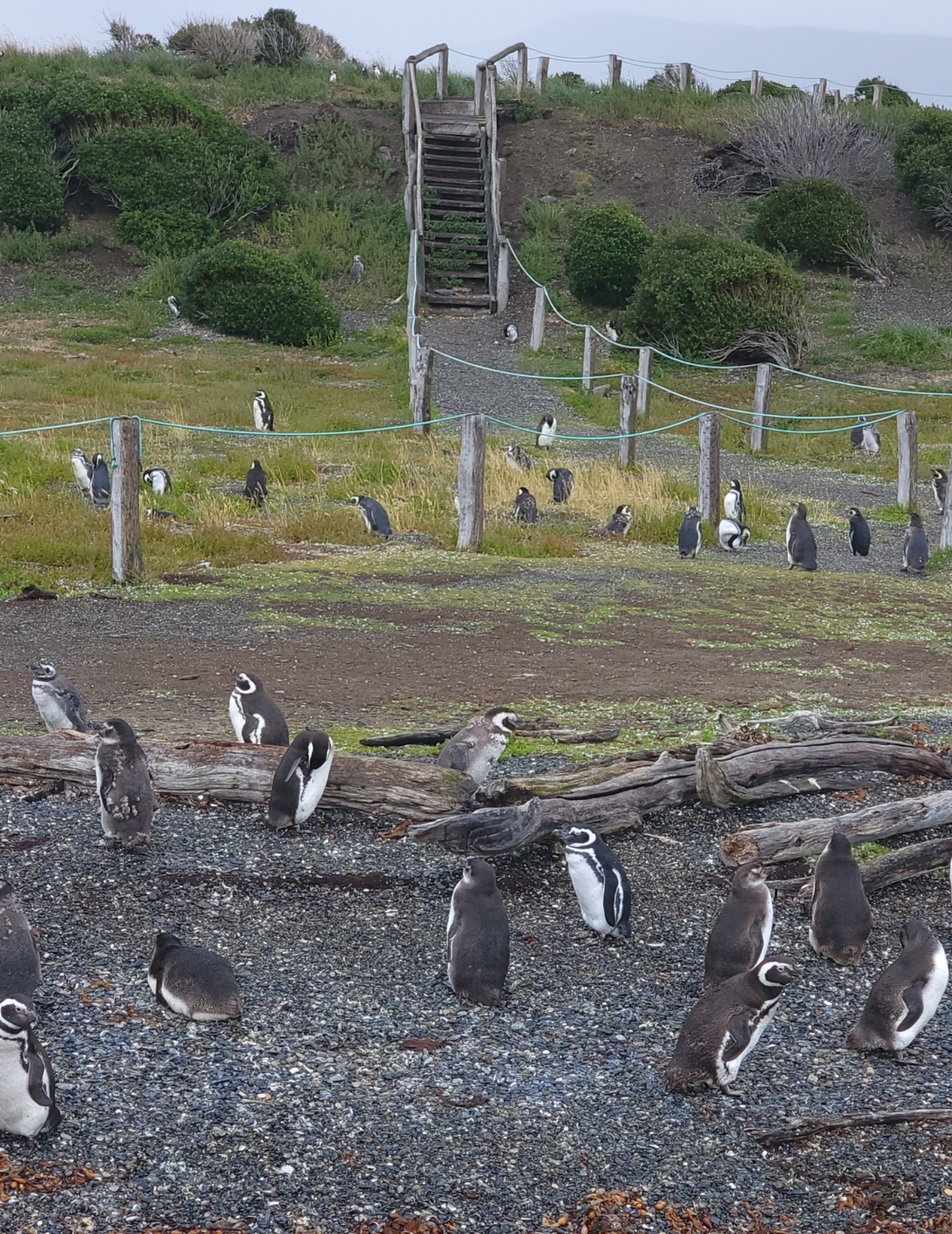 Celebrating the Year of the Penguin