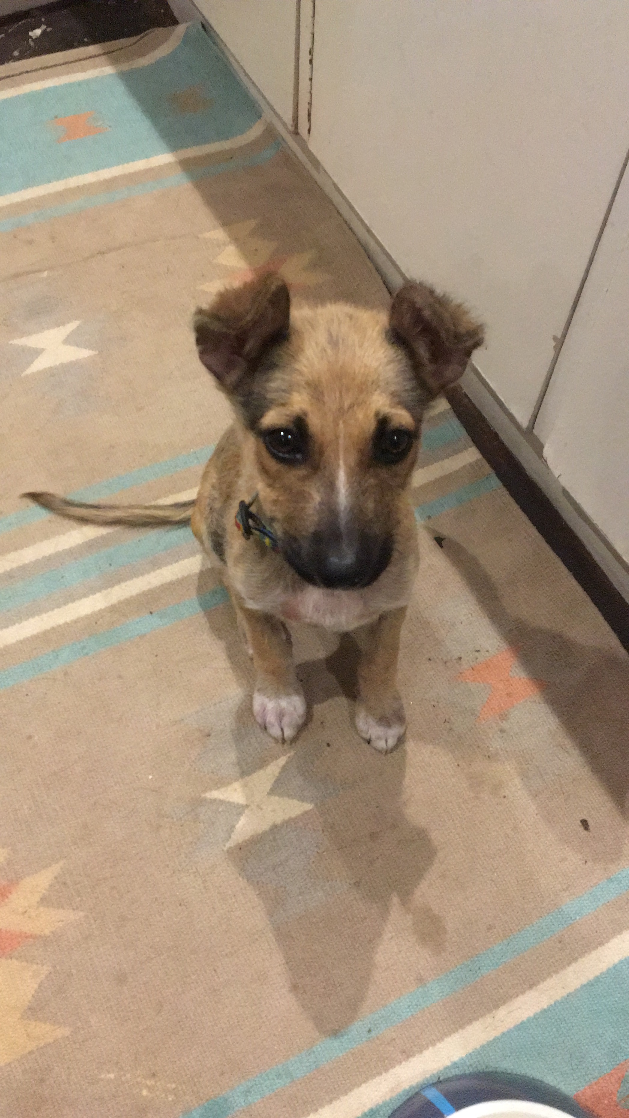 Foster Story Chapter 6: The Next Adventure