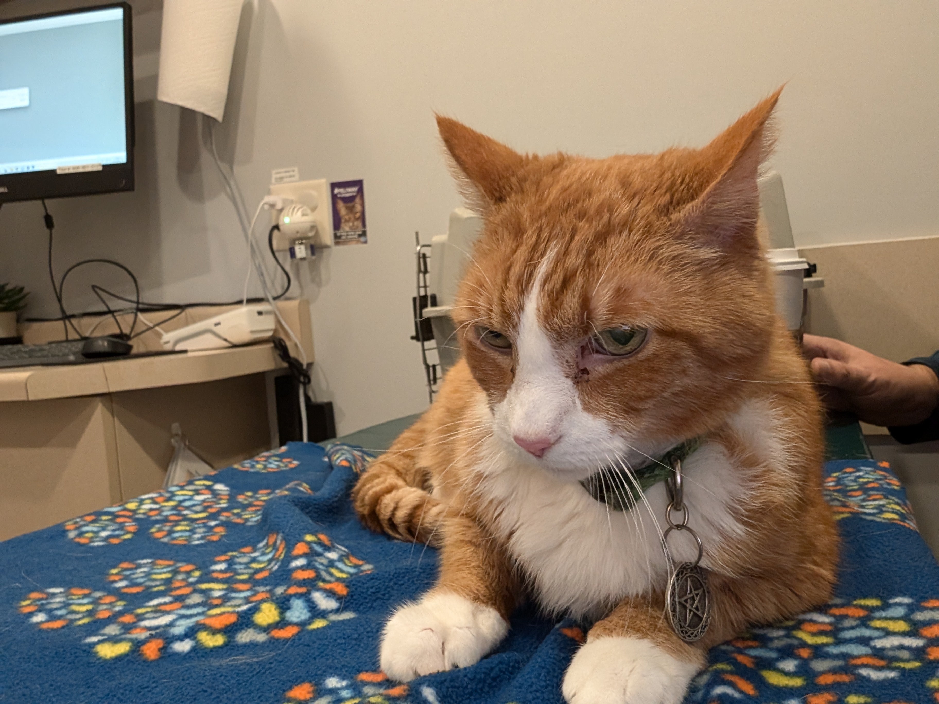 Cider's Trip to the Vet: A Furry Adventure!
