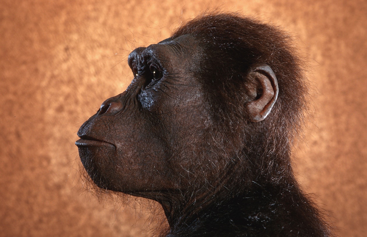 Lucy: The Icon of Human Evolution for Half a Century