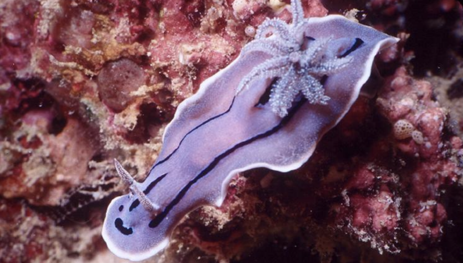 Meet the Purple Nudibranch, also known as Chromodoris willani