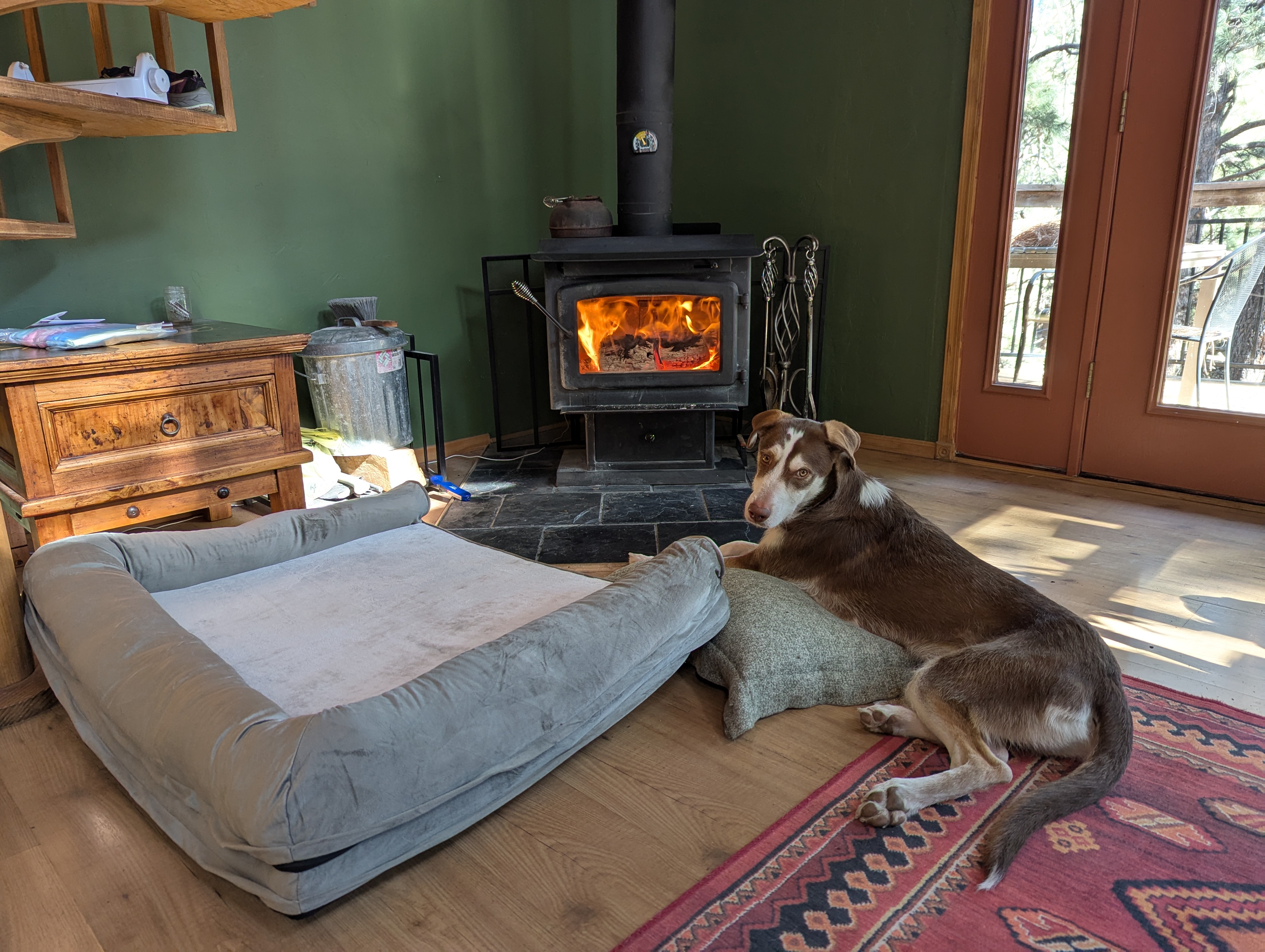 Robie's Journey from Hesitation to Happiness with His New Bed