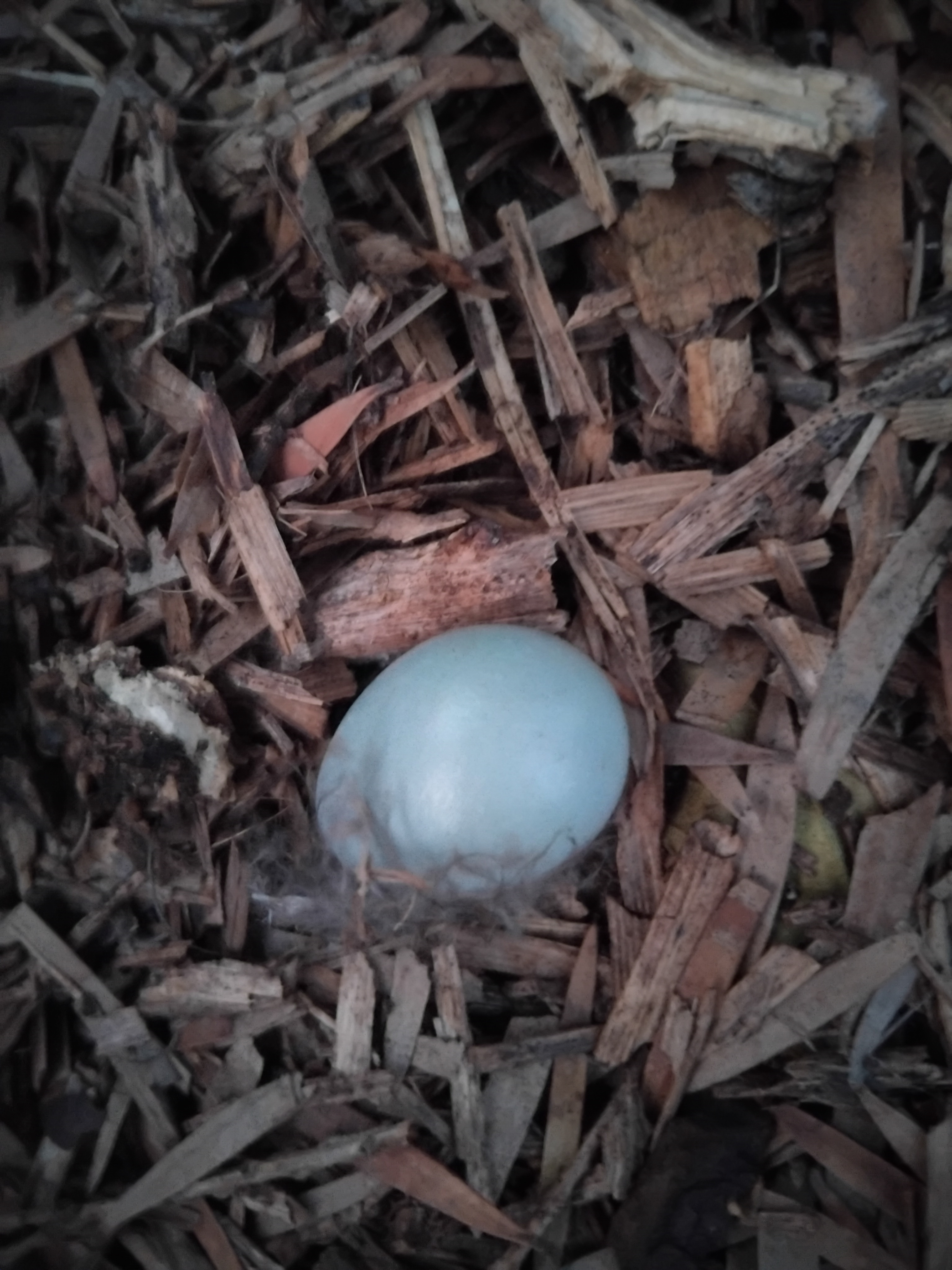 The Enigmatic Mystery of the Egg