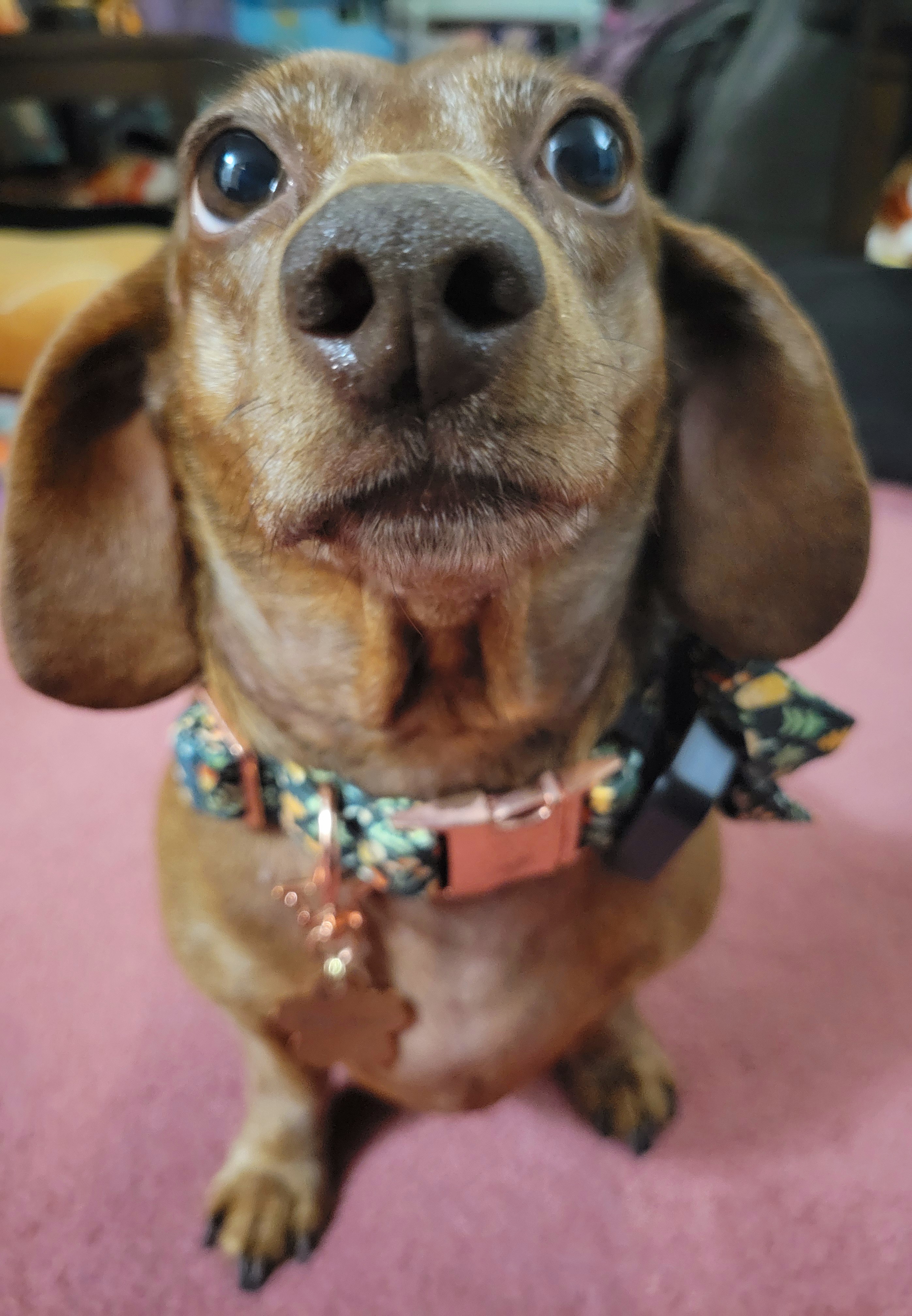 Meet My Pup Tiger Lilly: A Snapshot of Joy #699