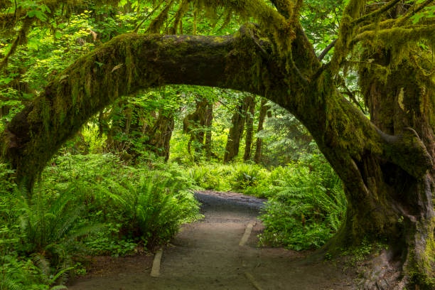 The Lush Path of Sendero Frondoso