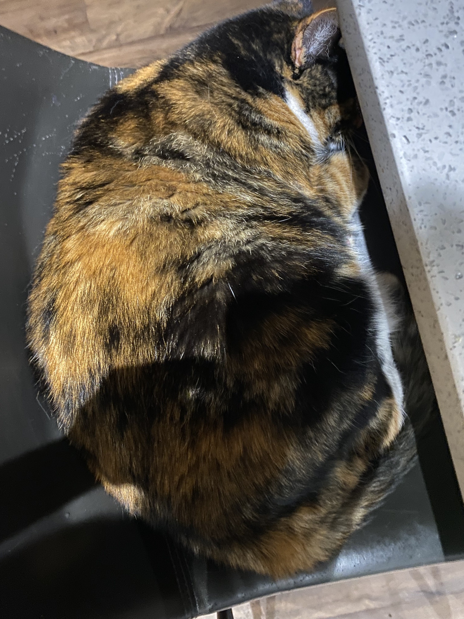 Crumble’s daily dose of cuteness