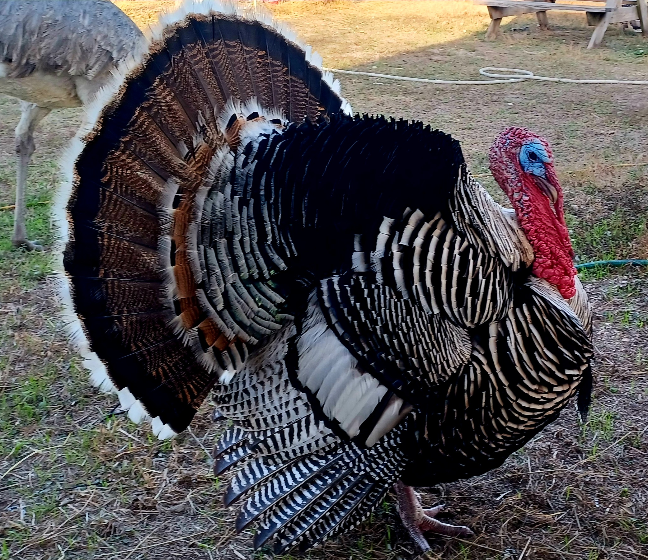 Mr. Belvedere is looking dapper today!