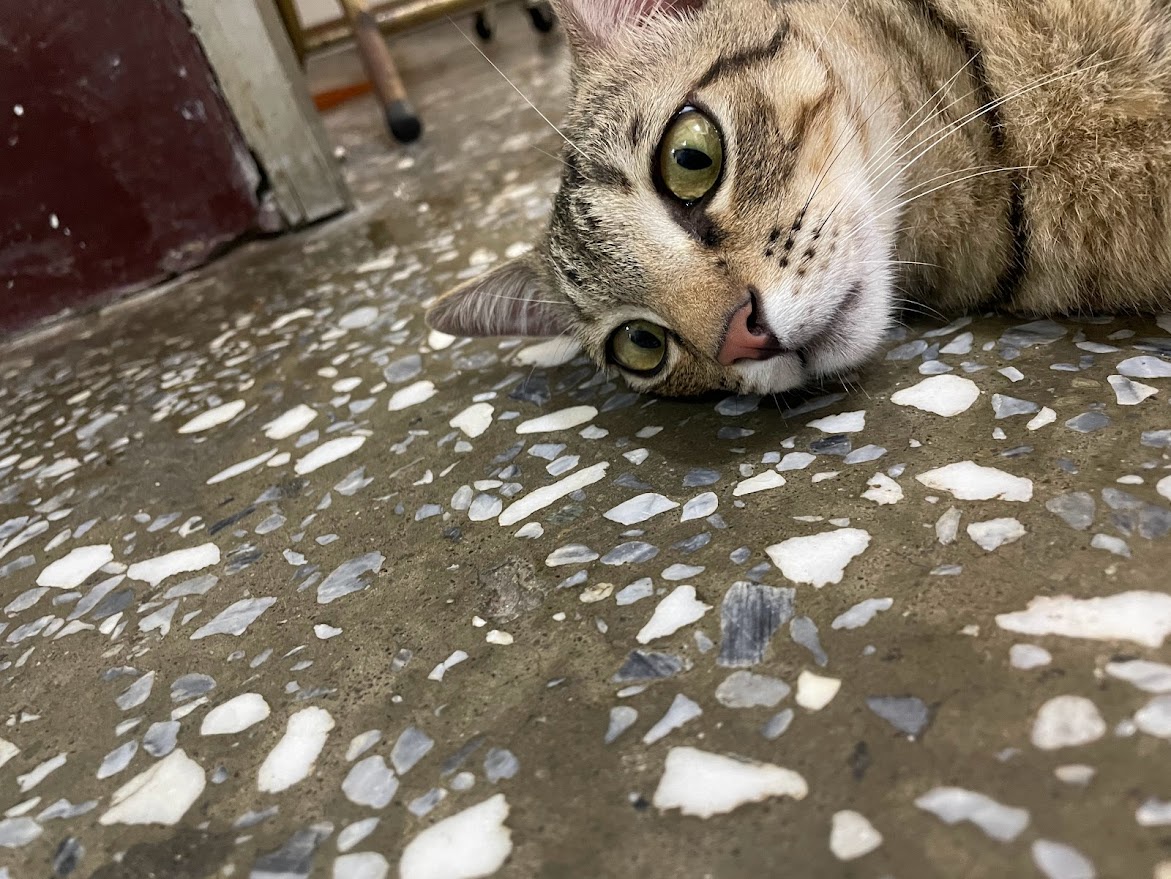 The Cat Chronicles: Mischief and Mayhem