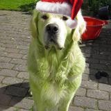A Green Golden Retriever Rocking a Santa Hat