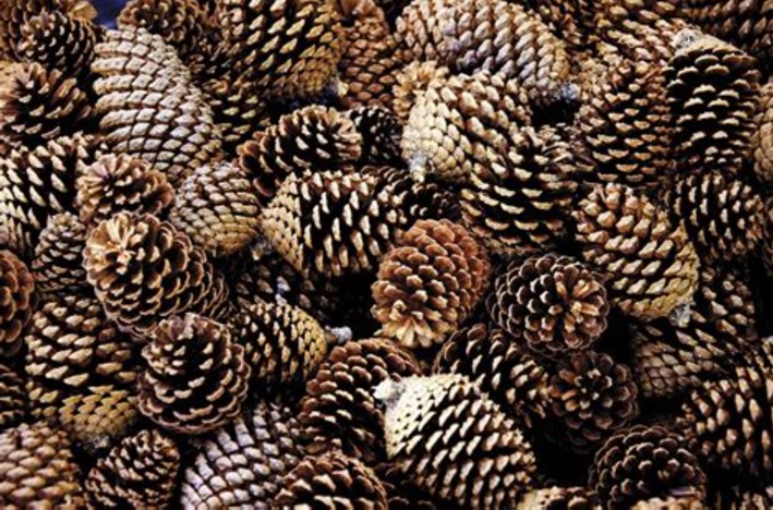 Cheer for Team Pinecone!