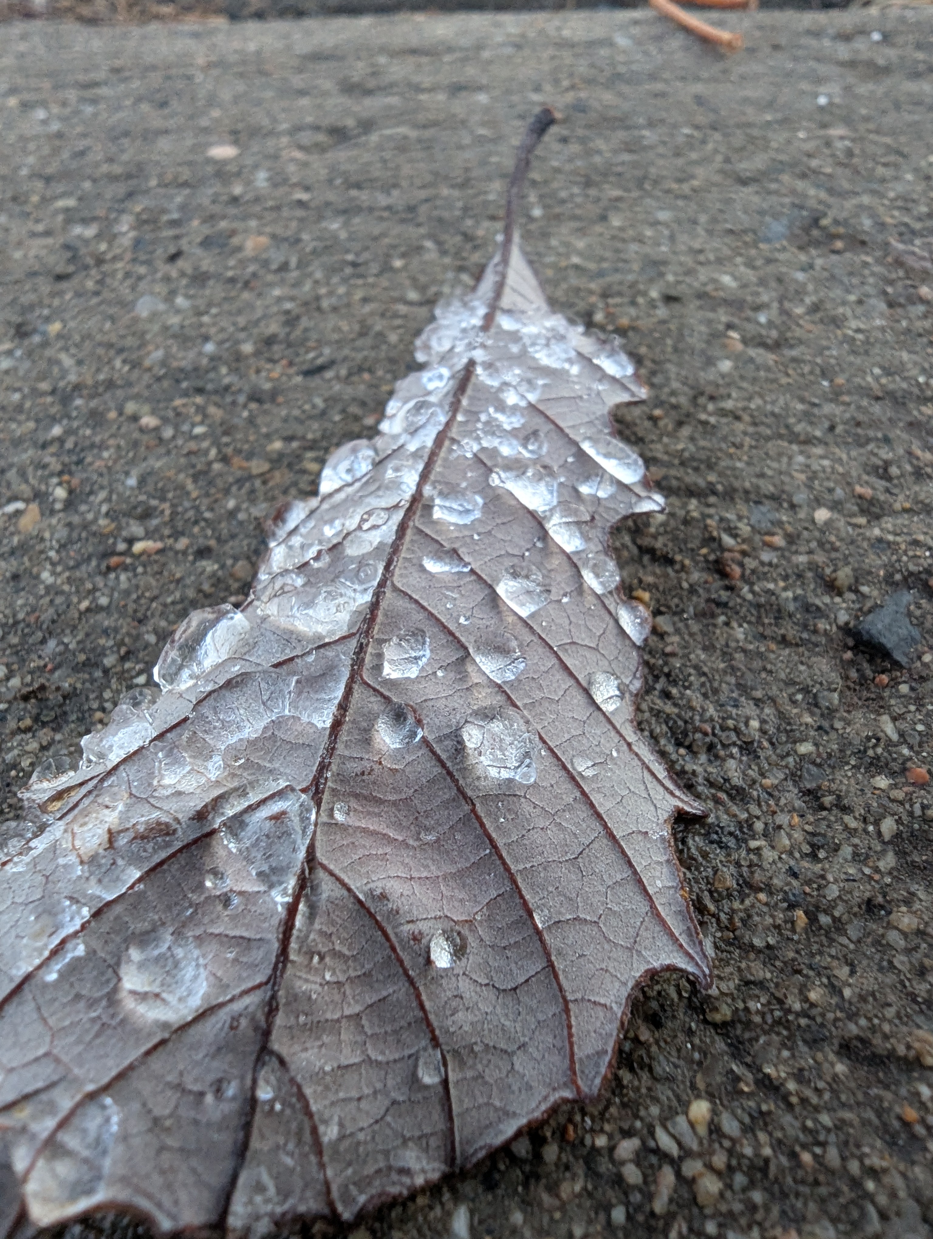 Captured the beauty of frozen dew drops on a leaf!