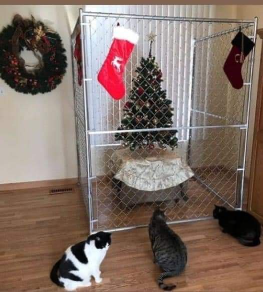 This year, the Christmas tree is making a grand entrance