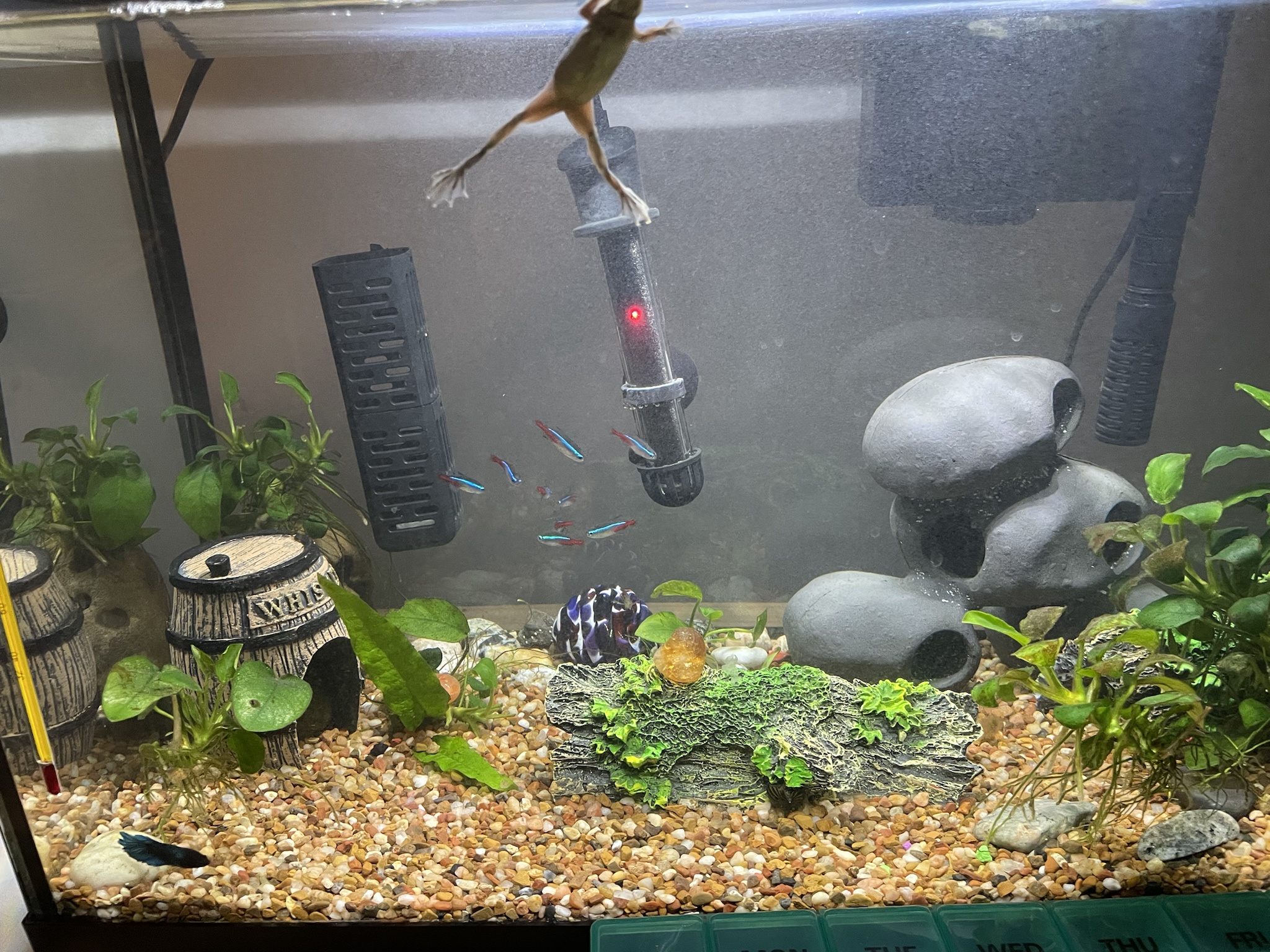 Can you lend a hand with my aquarium setup?