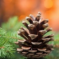 Pinecones, Man! What a Trip!