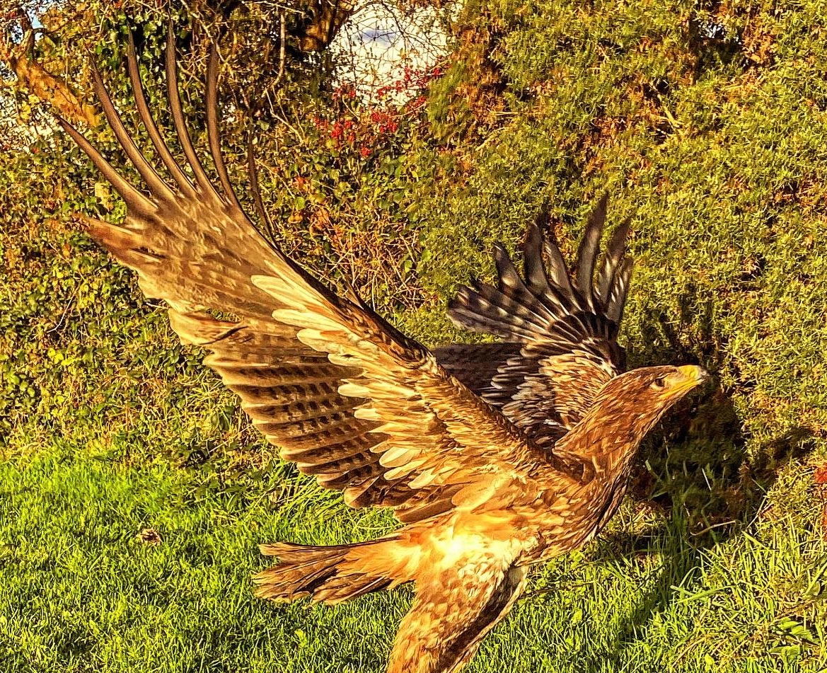 Stunning Close-Up of a Majestic Steppe Eagle